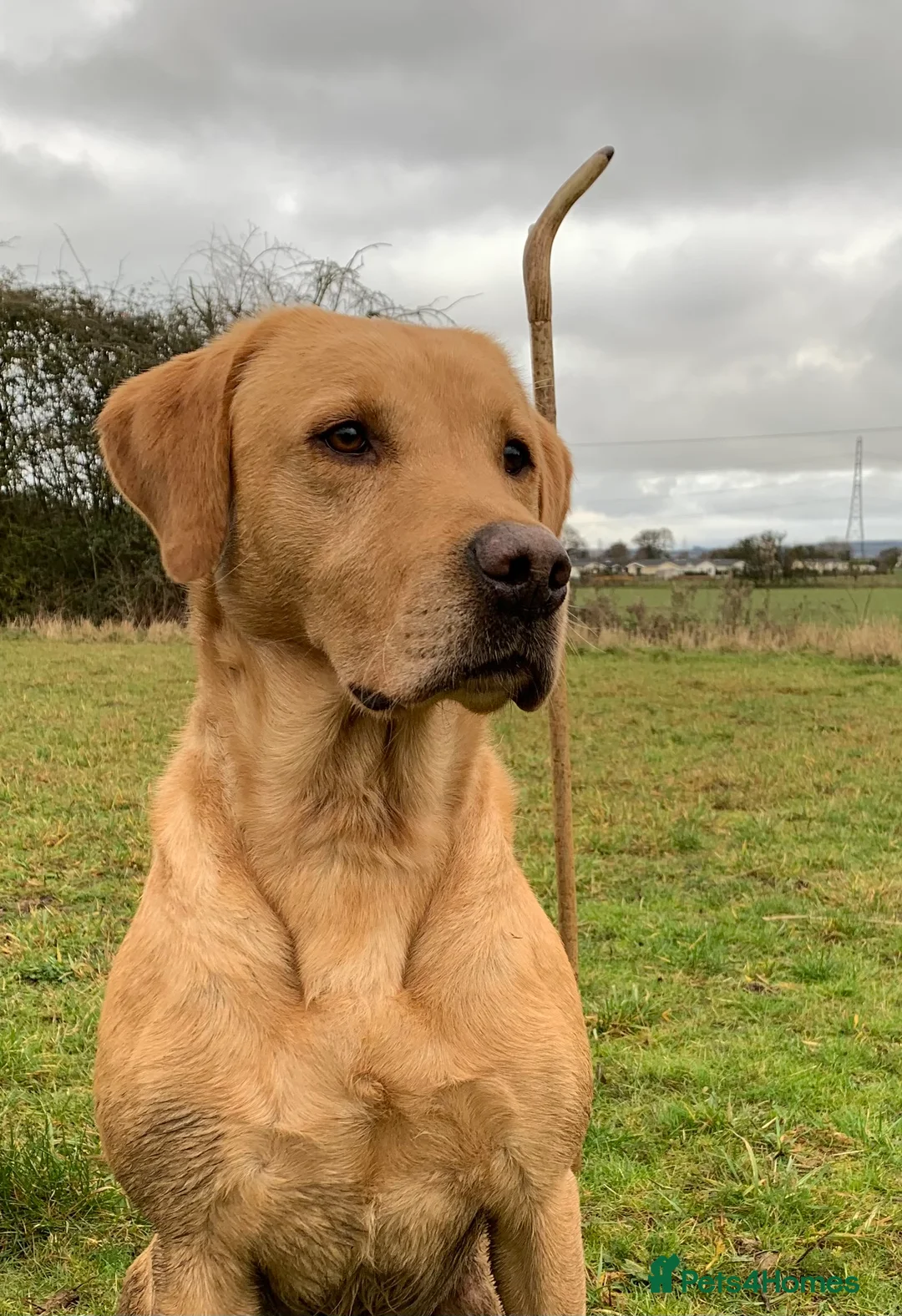 Labrador Retriever dogs for stud: Fully health Tested Labrador, Carrying Fox Red in Tewkesbury - Advert 20