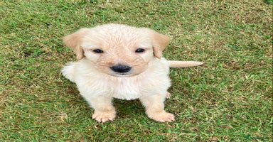 Labradoodle dogs - Advert 6