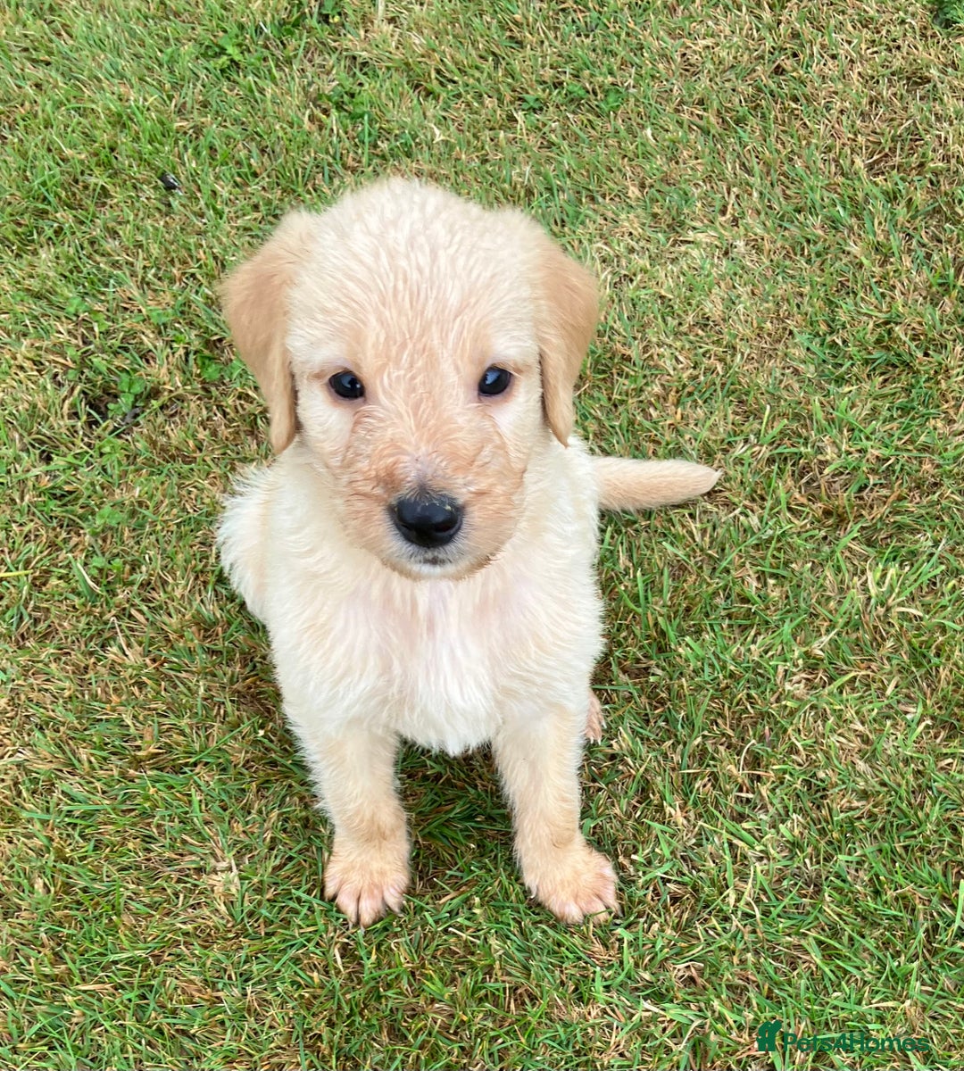 Labradoodle dogs for sale: Labradoodle puppies, health tested parents  - Image 2