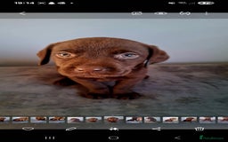 Labrador Retriever dogs for sale: Labrador puppys - Image 5