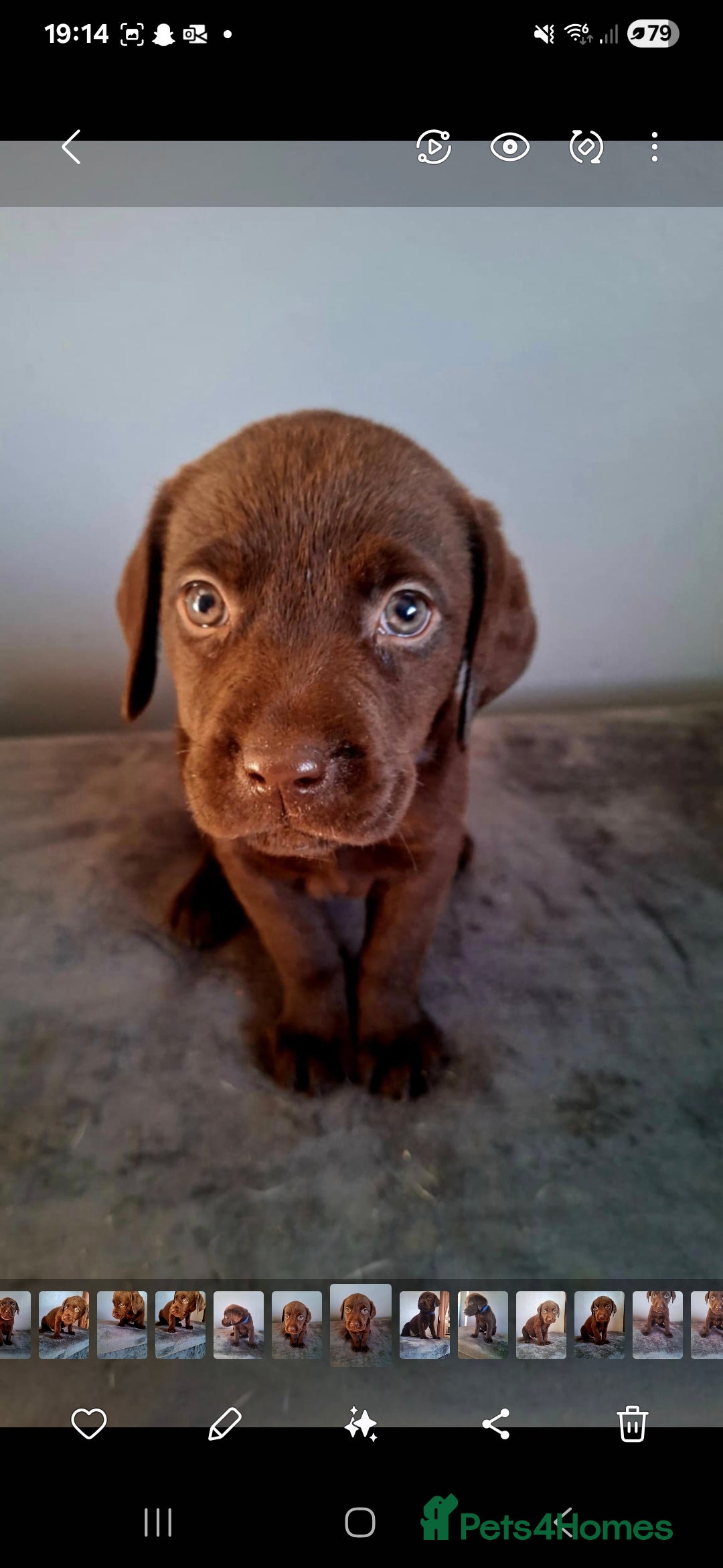 Labrador Retriever dogs for sale: Labrador puppys - Image 5