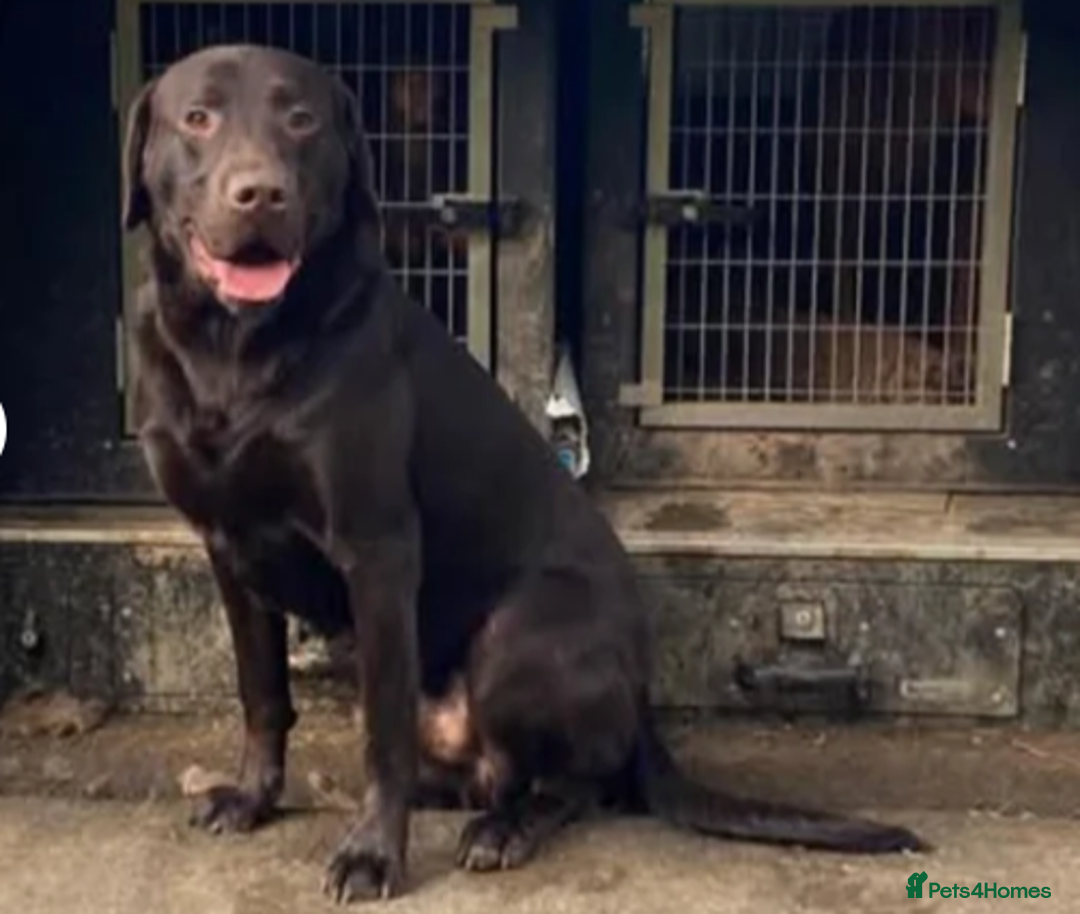 Labrador Retriever dogs for sale: KC registered Chocolate Labrador Female - Image 5