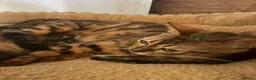 Bengal cats for sale: Pedigreed/registered bengal kittens - Advert 1