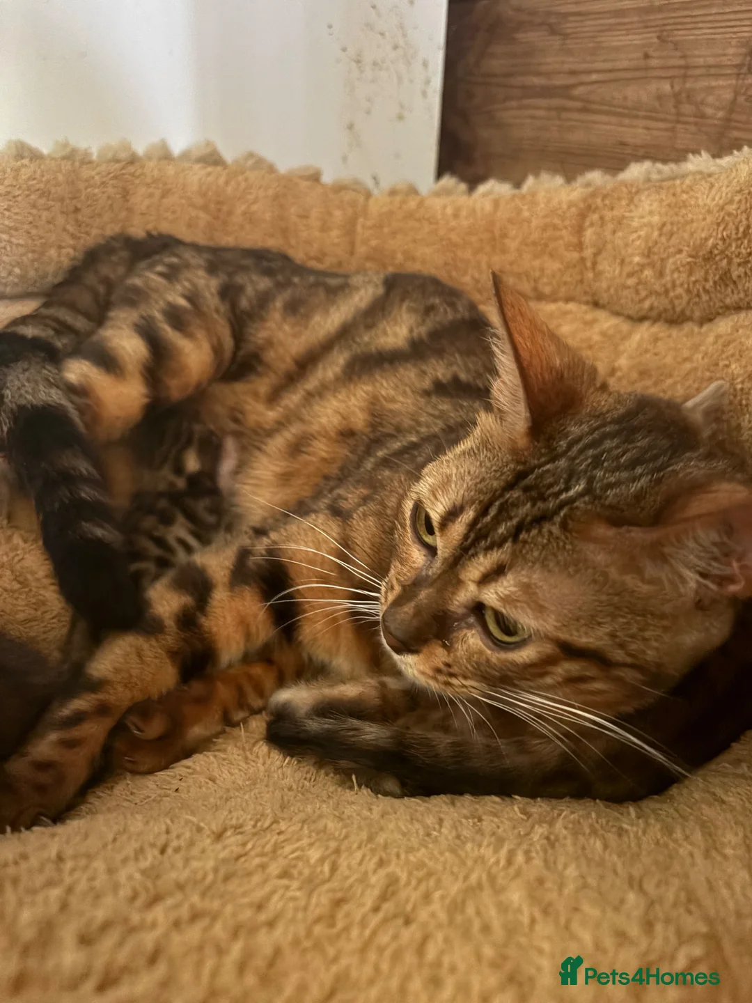 Bengal cats for sale: Pedigreed/registered bengal kittens - Advert 1
