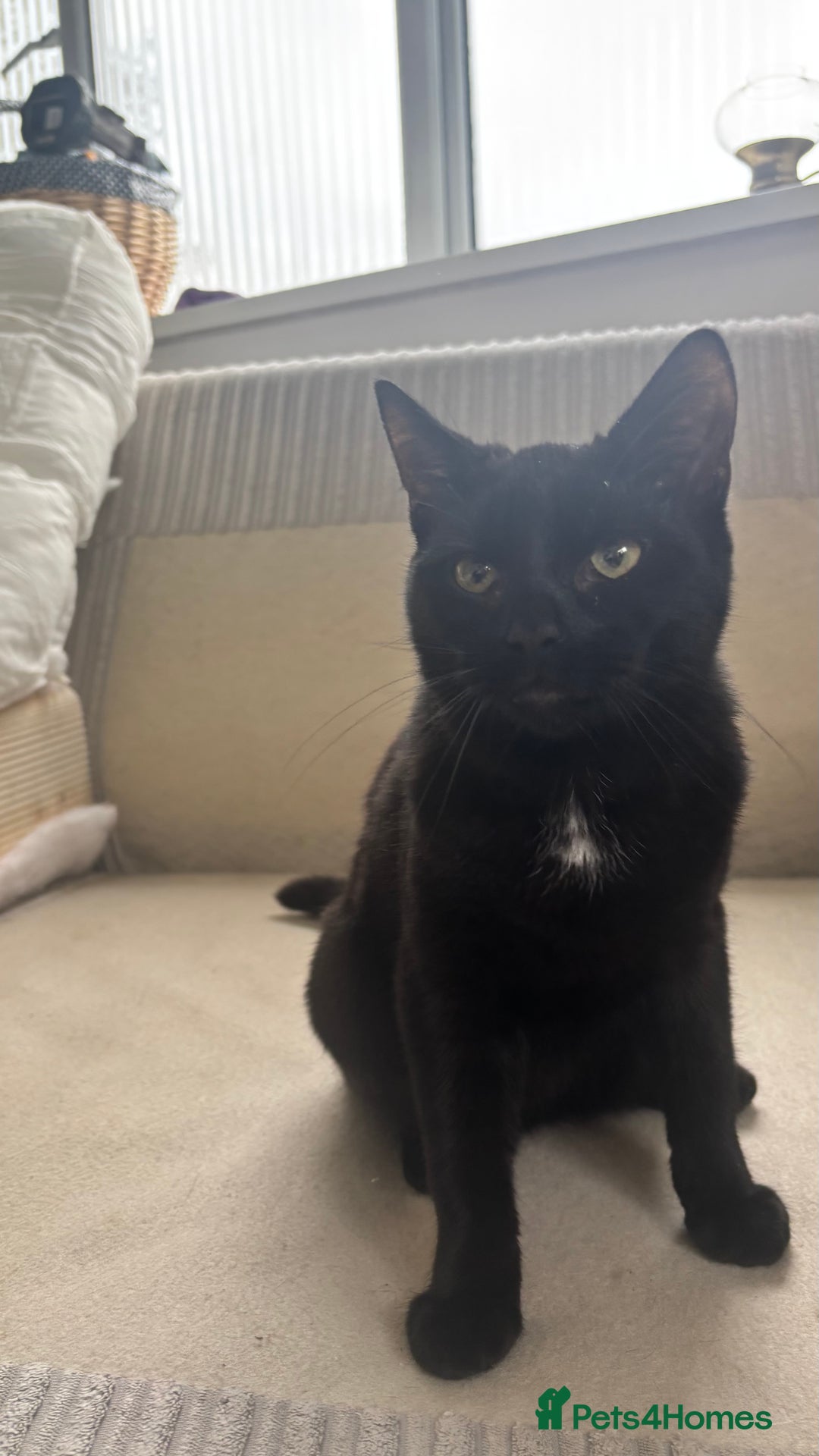 Mixed Breed cats for sale: Male mixed older kitten  - Image 1