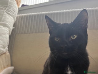 Mixed Breed cats - Advert 16