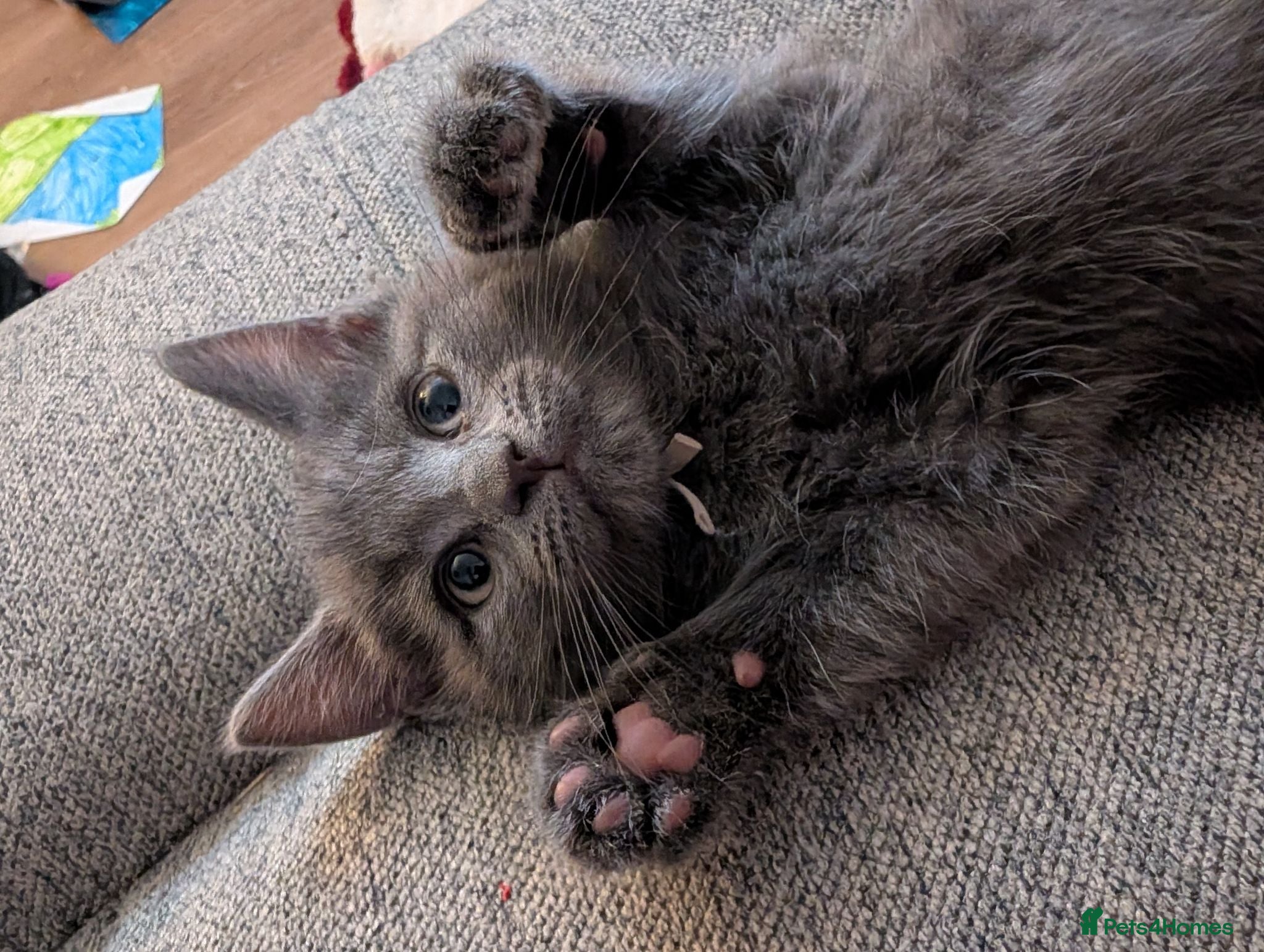 Mixed Breed cats 6 Maine coon cross domestic short hair kittens  - Advert 1