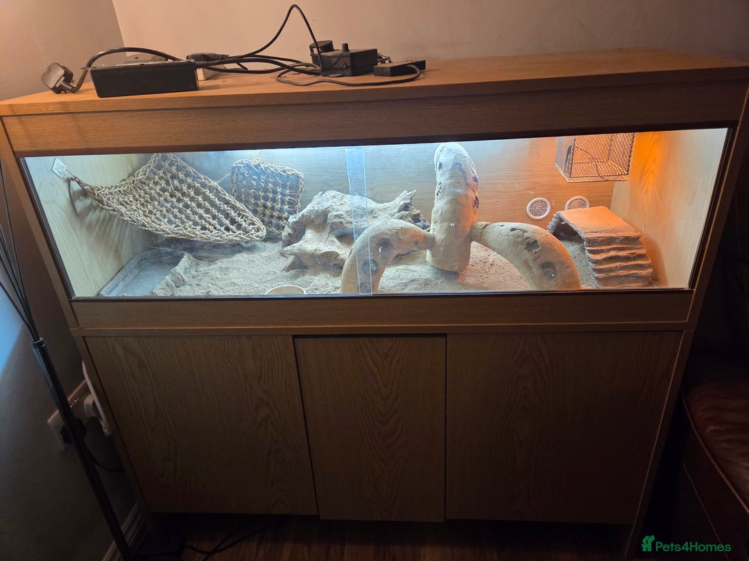 Bearded Dragon reptiles for sale: Bearded Dragon - Advert 9