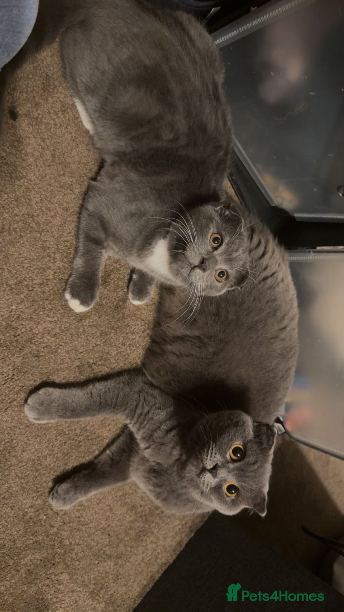 Scottish Fold cats MALE SCOTTISH FOLD KITTEN  - Advert 2