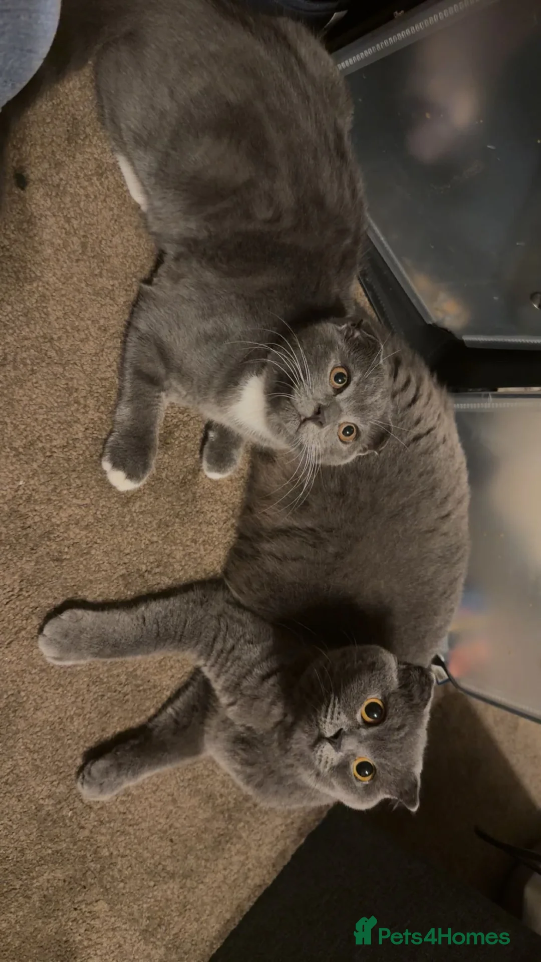 Scottish Fold cats for sale: MALE SCOTTISH FOLD KITTEN  - Advert 1