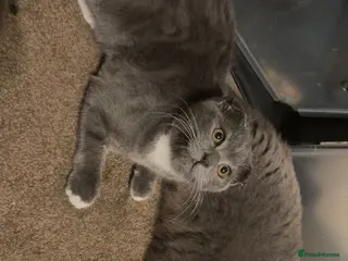 Scottish Fold cats MALE SCOTTISH FOLD KITTEN - Advert 2
