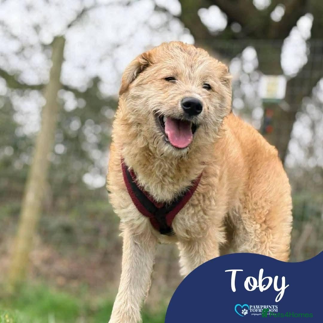Mixed Breed dogs Meet Toby, currently residing in Fife - Advert 1