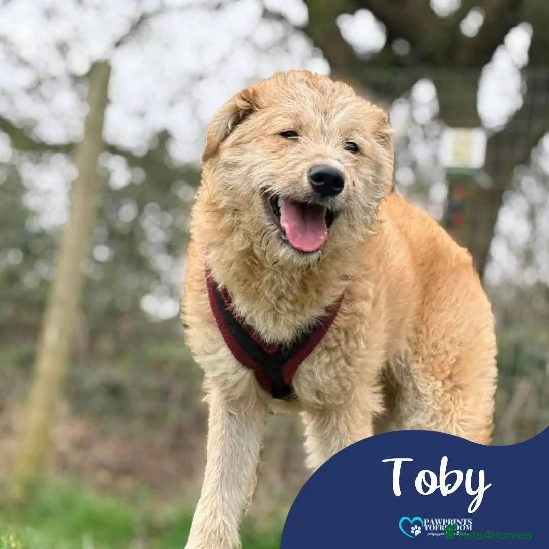 Mixed Breed dogs for adoption: Meet Toby, currently residing in Fife in Cupar - Advert 1