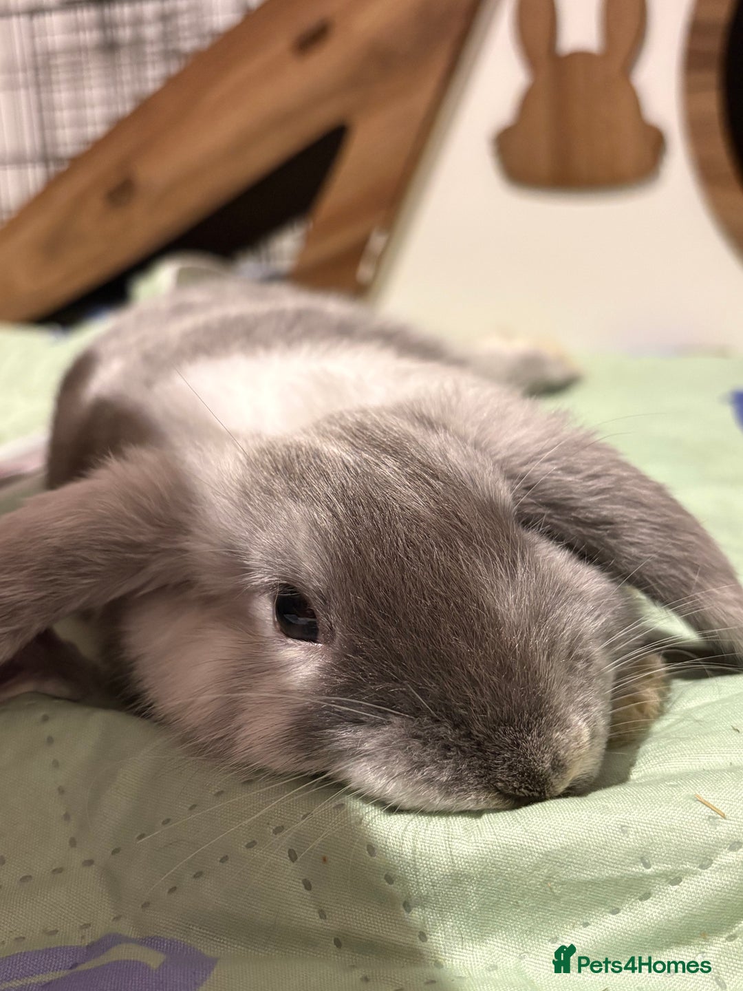 Mini Lion Lop rabbits for sale: one female mini lion lop for sale  - Advert 2