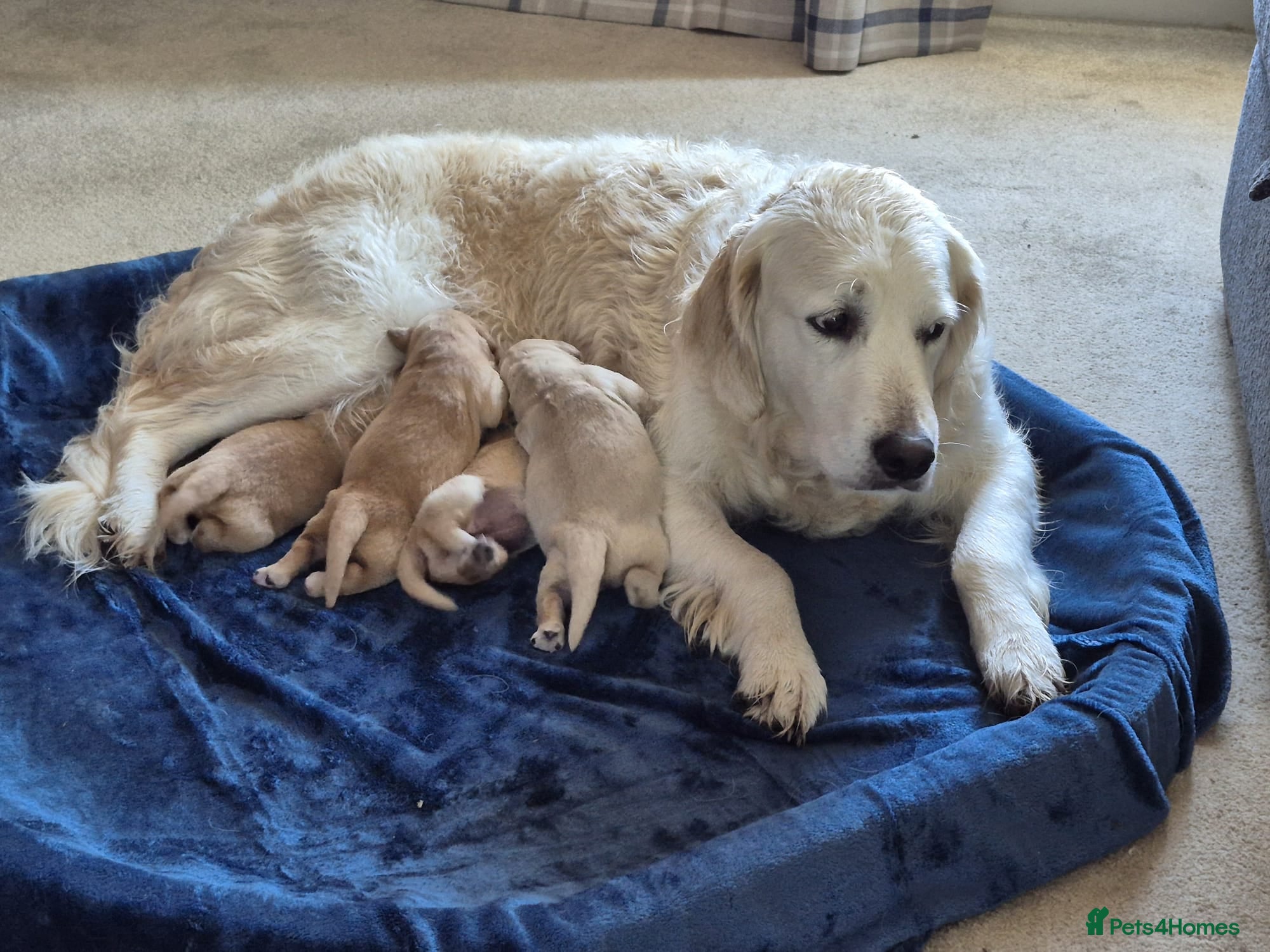 Golden Retriever dogs Golden Retriever Puppies for Loving Family Homes - Advert 1