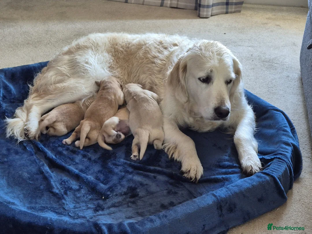 Golden Retriever dogs for sale: Golden Retriever Puppies for Loving Family Homes in Dorchester - Advert 1