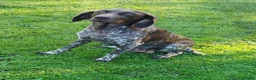 German Shorthaired Pointer dogs for sale: German Shorthaired Pointer Puppies  - Advert 1