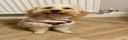 Mini Goldendoodle dogs for sale: Mini Goldendoodle pups in Normanton - Advert 2