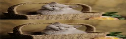 British Shorthair cats for sale: Choco Lilac Red Bicolour British Short Long-haird - Advert 15