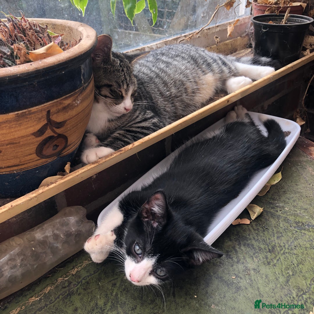 Mixed Breed cats for sale: Rescued feral farm kittens  - Image 10