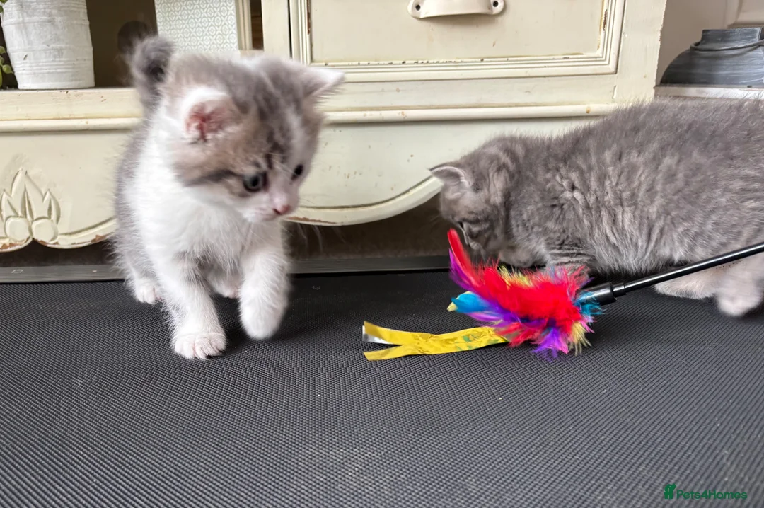 British Shorthair cats for sale: 50% British Shorthair kittens in Rugby - Advert 14