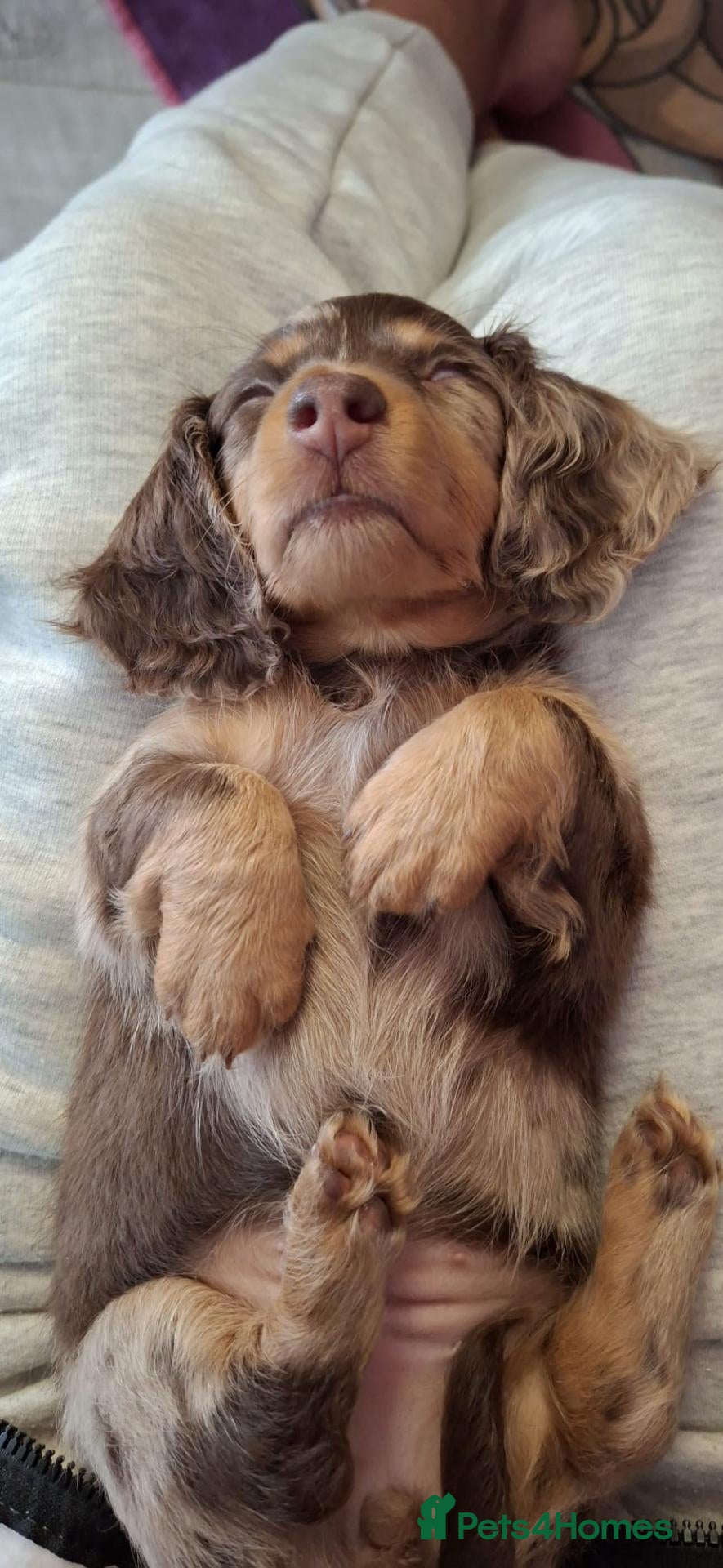 Dachshund dogs Beautiful long haired miniature daschunds . - Advert 4