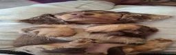 Dachshund dogs for sale: Beautiful long haired miniature daschunds . in Gosport - Advert 2
