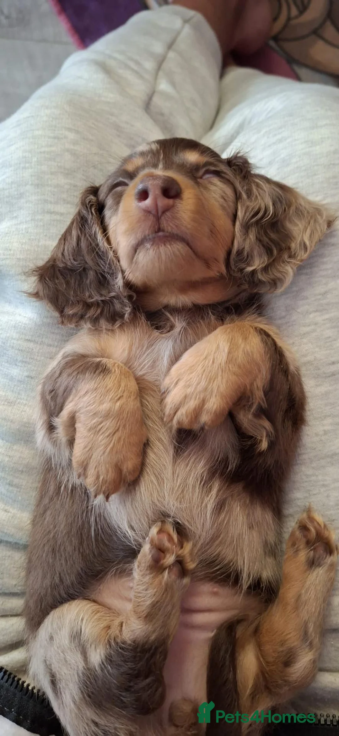 Dachshund dogs for sale: Beautiful long haired miniature daschunds . in Gosport - Advert 2