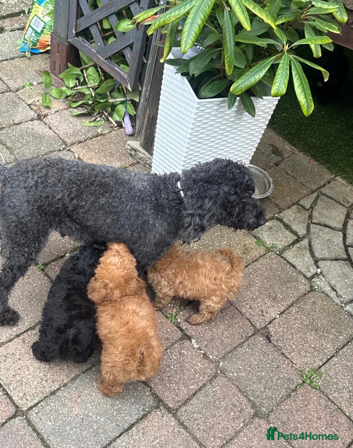 Miniature Poodle dogs Miniature poodles  - Advert 5