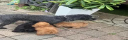 Miniature Poodle dogs for sale: Miniature poodles  in Ashford - Advert 1