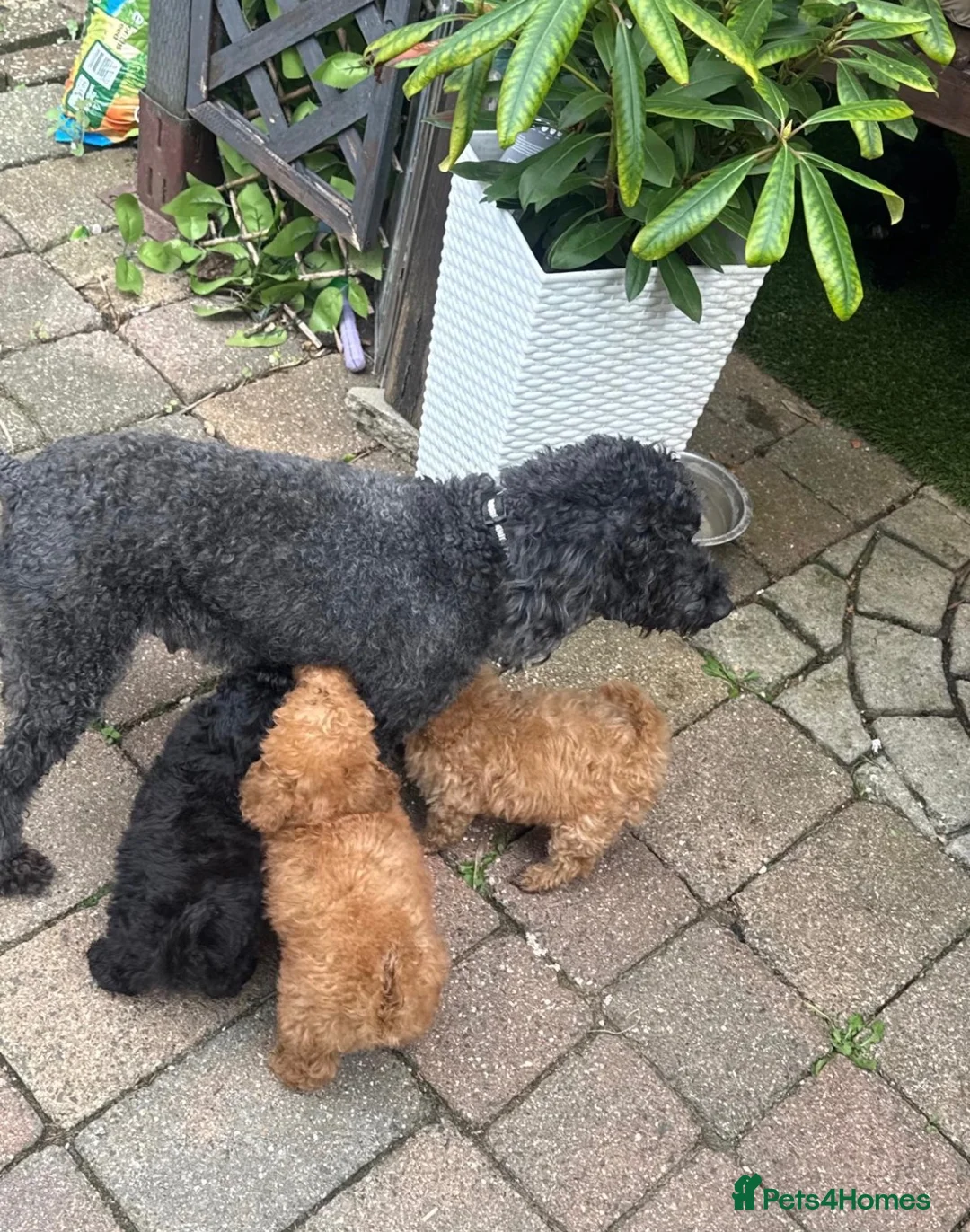 Miniature Poodle dogs for sale: Miniature poodles  in Ashford - Advert 1