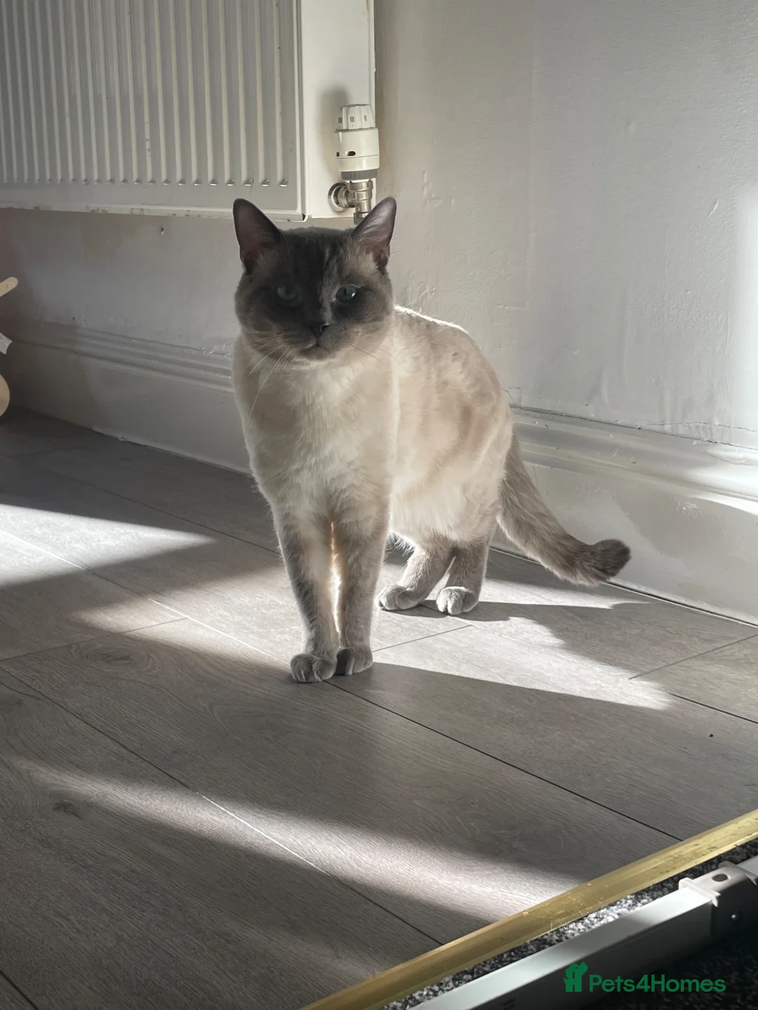 Ragdoll cats for sale: 2 year old ragdoll cat in Paisley - Advert 2