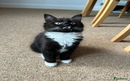Bombay cats for sale: We have four cats for sale🐈‍⬛ - Image 2