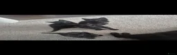 Mixed Breed cats for sale: 4 Beautiful black kittens - Advert 3