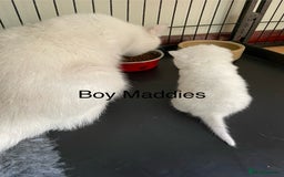 British Shorthair cats for sale: BSH Black Tipped GCCF Reg Kittens - Image 17