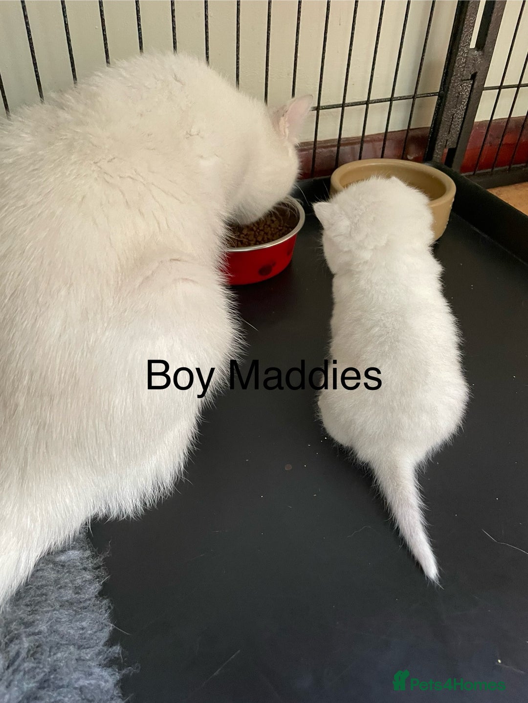 British Shorthair cats for sale: BSH Black Tipped GCCF Reg Kittens - Image 17