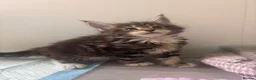 Maine Coon cats for sale: Stunning TICA Registered Mainecoons - Advert 12