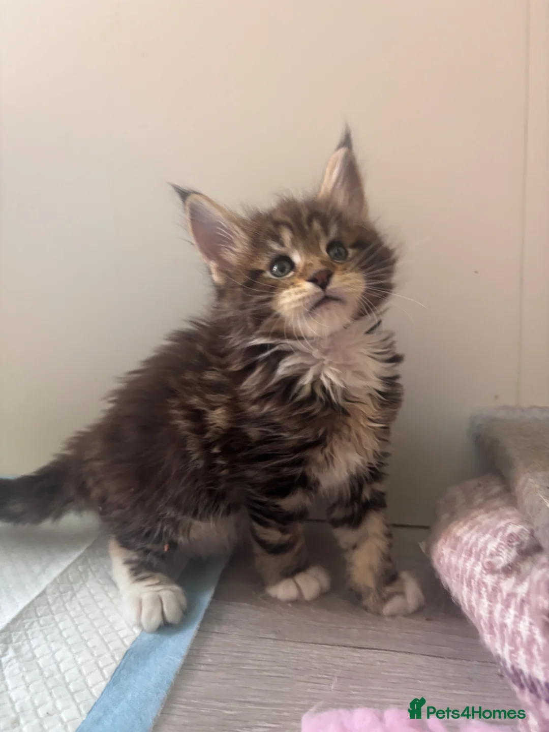 Maine Coon cats for sale: Stunning TICA Registered Mainecoons - Advert 12