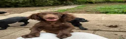 Cocker Spaniel dogs for sale: Cocker spaniel  in Newton Abbot - Advert 6