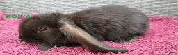 Mini Lop rabbits for sale: Cute French x Mini Lop Ready to Go!!! - Advert 26