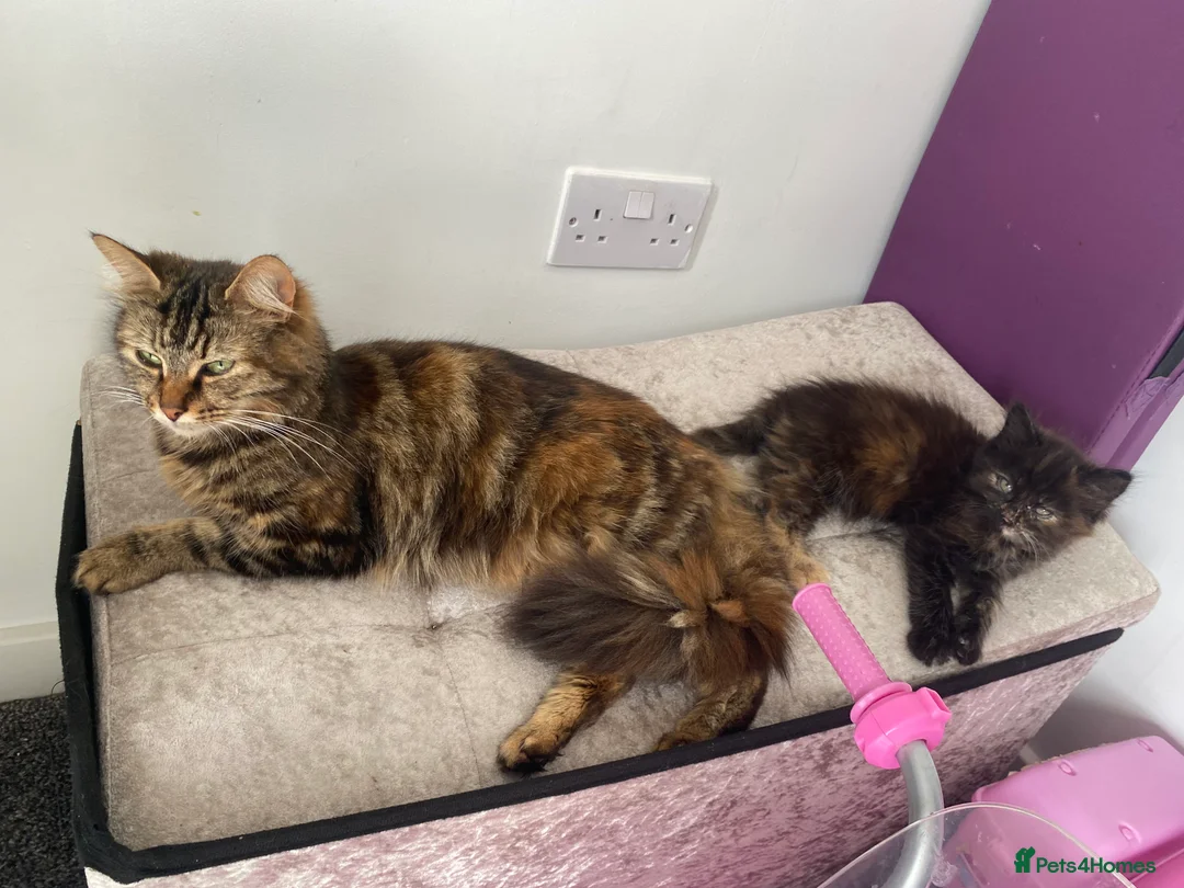 British Longhair cats for sale: 5 fluffy kittens - Advert 2