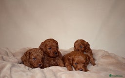 Cavapoo dogs for sale: 2 Beautiful F1B Cavapoo Boys Available!🩵 - Image 3