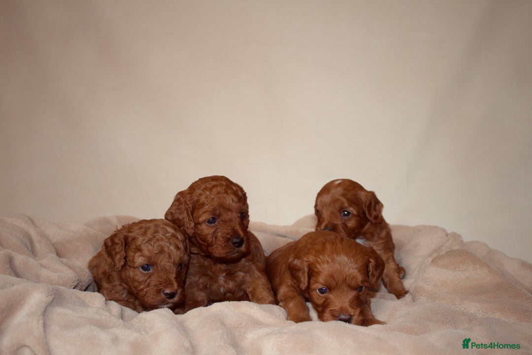 Cavapoo dogs for sale: 2 Beautiful F1B Cavapoo Boys Available!🩵 - Image 3