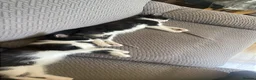 Mixed Breed cats for sale: 3 black and white kittens  in Peterborough - Advert 11