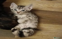 Bengal cats for sale: 🏆Families RARE Bengal X F5 Asian Leopard kittens  - Image 16
