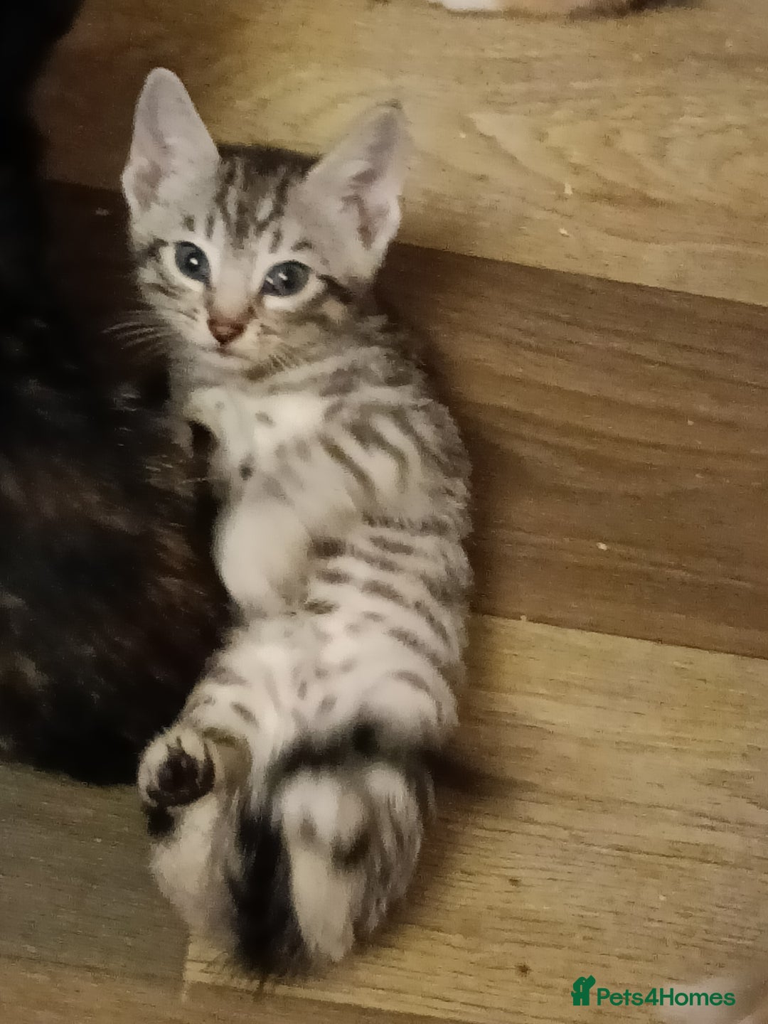 Bengal cats for sale: 🏆Families RARE Bengal X F5 Asian Leopard kittens  - Image 16