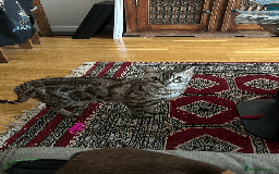 Bengal cats for sale: 4 y/o Silver Mink Charcoal Bengal Female - Image 5