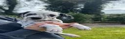 Dalmatian dogs for sale: Beautiful litter of Dalmatian puppies  - Advert 7
