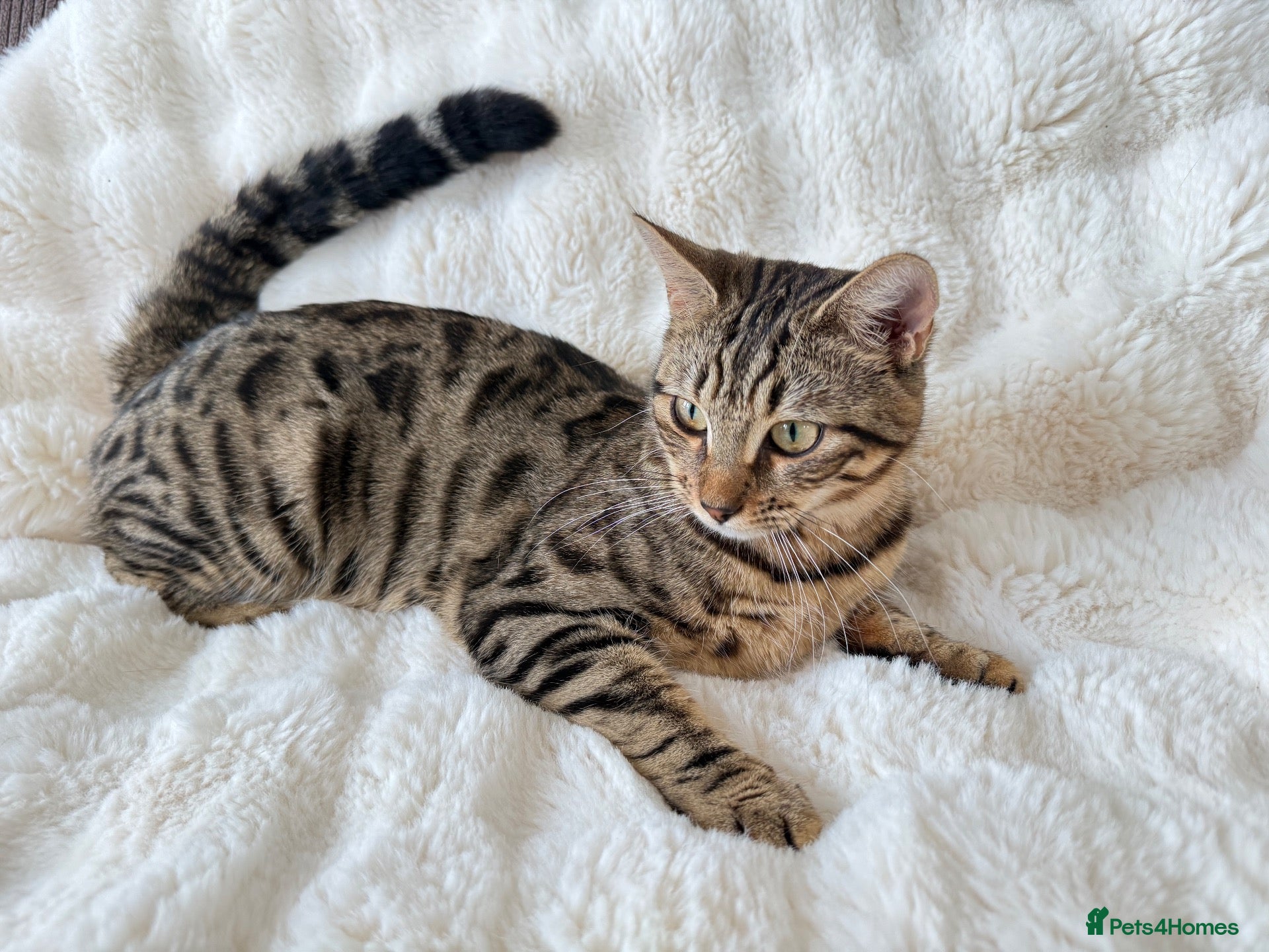 Bengal cats Beautiful Bengal Cross Female  - Advert 1