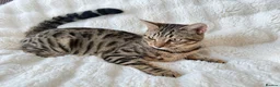 Bengal cats for sale: Beautiful Bengal Cross Female  - Advert 1